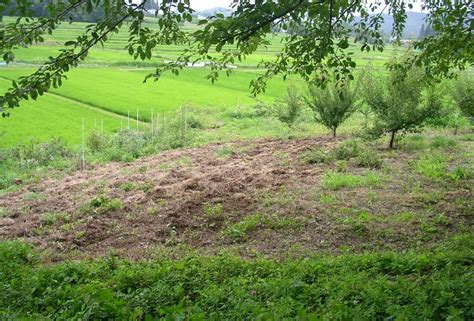 腐葉土|腐葉土とは？ 効果や使い方、選ぶポイントと作り方について解。